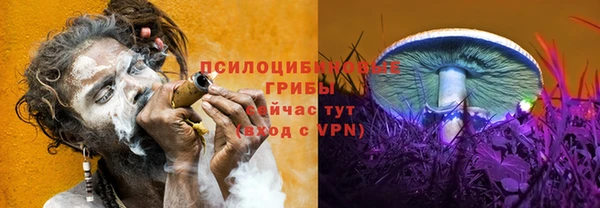 шишки Белокуриха